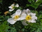 Preview: Dünenrose / Bibernellrose - Rosa pimpinellifolia - Wildrose - Co. 3 L