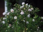 Preview: Dünenrose / Bibernellrose - Rosa pimpinellifolia - Wildrose - Co. 3 L