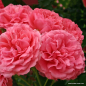 Preview: Kletterrose Rosarium Uetersen ®, Kortersen ® , Kordes, 1977 - Wurzelware
