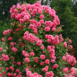 Preview: Kletterrose Rosarium Uetersen ®, Kortersen ® , Kordes, 1977 - Wurzelware