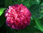 Preview: Historische Rose  Rose de Resht  ,  vor 1900 - Wurzelware