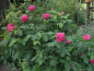 Preview: Historische Rose  Rose de Resht  ,  vor 1900 , Co 5 L