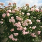 Preview: Kletterrose  Rose de Tolbiac ® ,  Korcaseipp ® Kordes 2013 - Co. 5 L