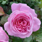 Preview: Beetrose Rosengräfin Marie Henriette ® , Kordes, 2013, ADR-Rose, Parfuma®-Duftrose - Wurzelware