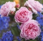 Preview: Beetrose Rosengräfin Marie Henriette ® , Kordes, 2013, ADR-Rose, Parfuma®-Duftrose - Wurzelware