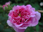 Preview: Historische Ramblerrose Russelliana , vor 1826 - Wurzelware