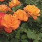 Preview: Strauchrose Sahara ® ,  TANarasah ® Tantau, 1996 - Co. 5 L