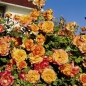 Preview: Strauchrose Sahara ® ,  TANarasah ® Tantau, 1996 - Co. 5 L