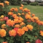 Preview: Strauchrose Sahara ® ,  TANarasah ® Tantau, 1996 - Co. 5 L