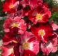 Preview: NEU - Bodendeckerrose Simsalabim ®  Kornekcraz ® , Kordes, 2023, ADR-Rose - Co. 5 L