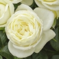 Preview: NEU - Edelrose  Solo ® , Tantau, 2022 , ADR-Rose - Co. 5 L
