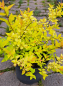 Preview: Gelblaubige Sommer-Spiere Goldmound -  15-20 cm hoch - Co. 2 L