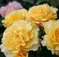 Preview: Edelrose Sunny Sky ® KORaruli ® , Kordes, 2009, ADR-Rose - Co. 5 L