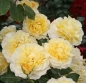 Preview: Edelrose Sunny Sky ® KORaruli ® , Kordes, 2009, ADR-Rose - Co. 5 L