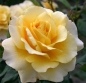 Preview: Edelrose Sunny Sky ® KORaruli ® , Kordes, 2009, ADR-Rose - Co. 5 L