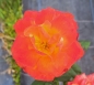 Preview: Beetrose Tempi Moderni ® , Bardern ®, Barni, 1996, gelb, orange mit rot - Co. 5 L
