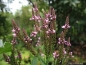 Preview: Rosa Eisenkraut Pink Spires, Dauerblühende Bienenweide, Co. 2 L