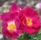 Preview: Bodendeckerrose  Weg der Sinne ®  Korwedesi ® , Kordes 2015 - ADR-Rose - Wurzelware