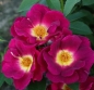 Preview: Bodendeckerrose  Weg der Sinne ®  Korwedesi ® , Kordes 2015 - ADR-Rose - Wurzelware