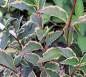 Preview: Zwerg-Weigelie Nana Variegata - rosa Blüte und weiß-buntes Blatt - 50-60 cm hoch - Co. 7,5 L
