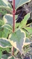 Preview: Zwerg-Weigelie Nana Variegata - rosa Blüte und weiß-buntes Blatt - 40-50 cm hoch - Co. 3,5 L