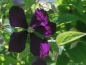 Preview: Clematis Etoile Violett