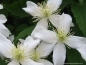 Preview: Clematis montana Wilsonii
