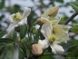 Preview: Clematis montana Wilsonii, 40-60 cm hoch, Co. 2 L