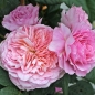 Preview: Nostalgie-Edelrose  Eisvogel ®  von Tantau, 2016 - Co. 5 L