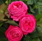 Preview: Beetrose Freifrau Caroline ® , Kordes, 2017, Parfuma® Duftrose, ADR-Rose - Wurzelware