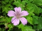 Preview: Knotiger Bergwald-Storchschnabel, Geranium nodosum - Tb 11