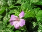 Preview: Knotiger Bergwald-Storchschnabel, Geranium nodosum - Tb 11