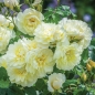 Preview: Englische Rose Imogen ® , Austritch ® David Austin , 2016 - Co. 7,5 L