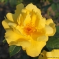 Preview: Lemon Fizz