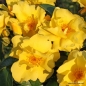 Preview: Bodendeckerrose Lemon Fizz ® Nektar Garten ® Kordes, 2017 - ADR-Rose - Co. 5 L