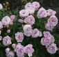 Preview: Beetrose Nautica  ® , Korcharblu ® Kordes, 2017 -  ADR-Rose - Wurzelware