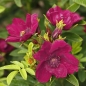 Preview: NEU - Bodendeckerrose Strandperle Norderney ® , Tantau, 2019 - Co. 5 L