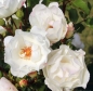 Preview: Strauchrose Weiße Wolke