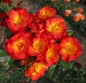 Preview: Bodendeckerrose Summer of Love ® Nektar Garten ® Kordes, 2017, ADR-Rose - Co. 5 L