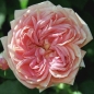 Preview: Kletterrose Alchymist ,  Kordes , 1956 - Co. 5 L