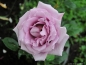 Preview: Edelrose Blue Girl ® Sautari ® Dauvageot, 2008