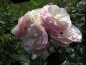 Preview: Moschata-Rose  Bouquet Parfait ® Lenbofa ® , Lens 1989, Co. 7,5