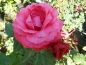 Preview: Edelrose Charisma ® - Noack 2010 - ADR-Rose - Wurzelware