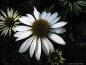 Preview: Weißer Sonnenhut , Sommerblüher , Echinacea , Tb 9