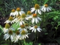 Preview: Weißer Sonnenhut , Sommerblüher , Echinacea , Tb 9