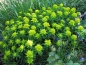 Preview: 6 x Gold-Wolfsmilch / Euphorbia polychroma - Tb 9