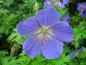 Preview: Storchschnabel Johnson's Blue - leuchtend blau - Tb 9
