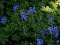 Preview: Storchschnabel Johnson's Blue - leuchtend blau - Tb 9