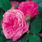 Preview: Englische Rose Gertrude Jekyll ®   Ausbord ®  Austin, 1986