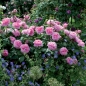 Preview: Englische Rose Gertrude Jekyll ®   Ausbord ®  Austin, 1986